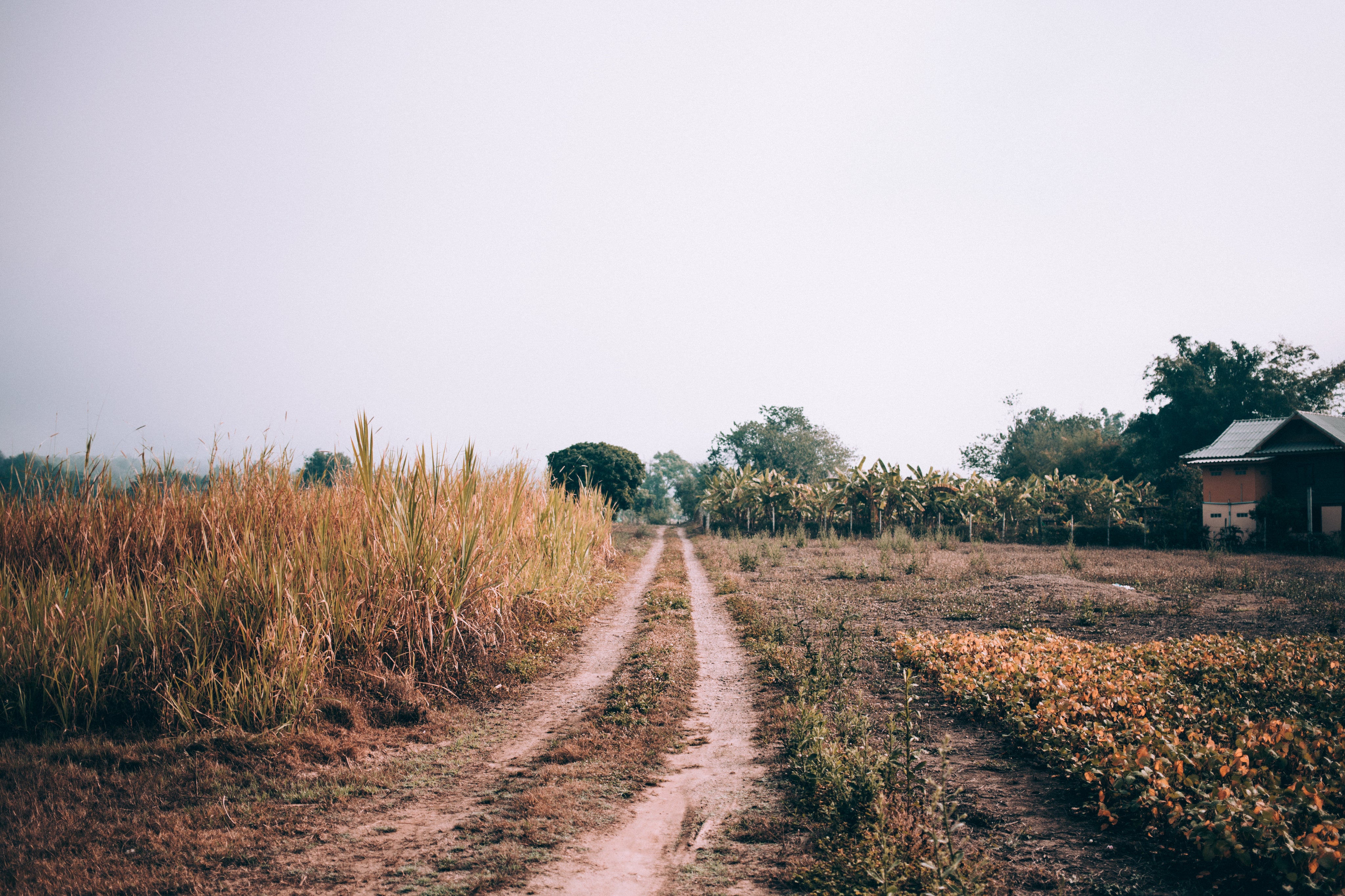 grassy-farm-track.jpg